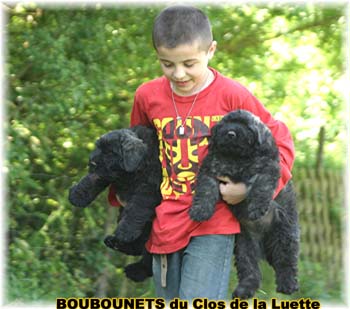 chiots bouviers des flandres SITE WEB ELEVAGE DU CLOS DE LA LUETTE SPECIALISE POUR LE BOUVIER DES FLANDRES ©